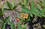 Euphorbia sp PV2839 Mahatsinjo GPSEU3 Mad 2015_1763.jpg